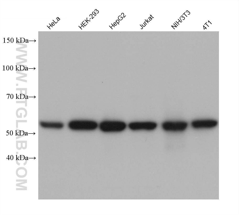 WB analysis using 60315-1-Ig
