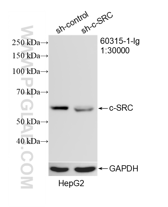 WB analysis of HepG2 using 60315-1-Ig WB analysis of HepG2 using 60315-1-Ig