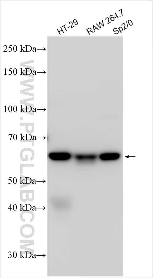 WB analysis using 29958-1-AP