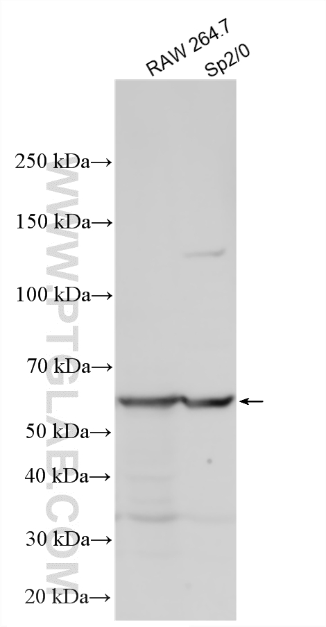 Various lysates were subjected to SDS PAGE followed by western blot with 29958-1-AP (cGAS antibody) at dilution of 1:1500 incubated at room temperature for 1.5 hours. WB analysis using 29958-1-AP