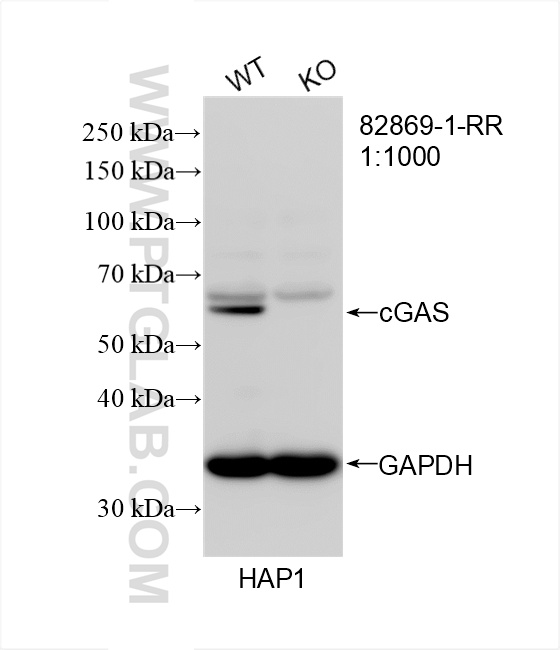 WB analysis of HAP1 using 82869-1-RR (same clone as 82869-1-PBS)