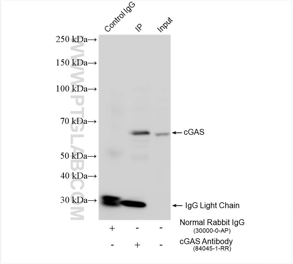 IP experiment of NIH/3T3 using 84045-1-RR (same clone as 84045-1-PBS)