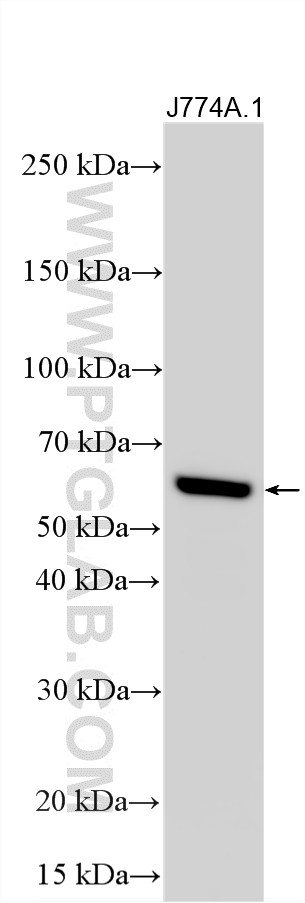 WB analysis using 84045-1-RR