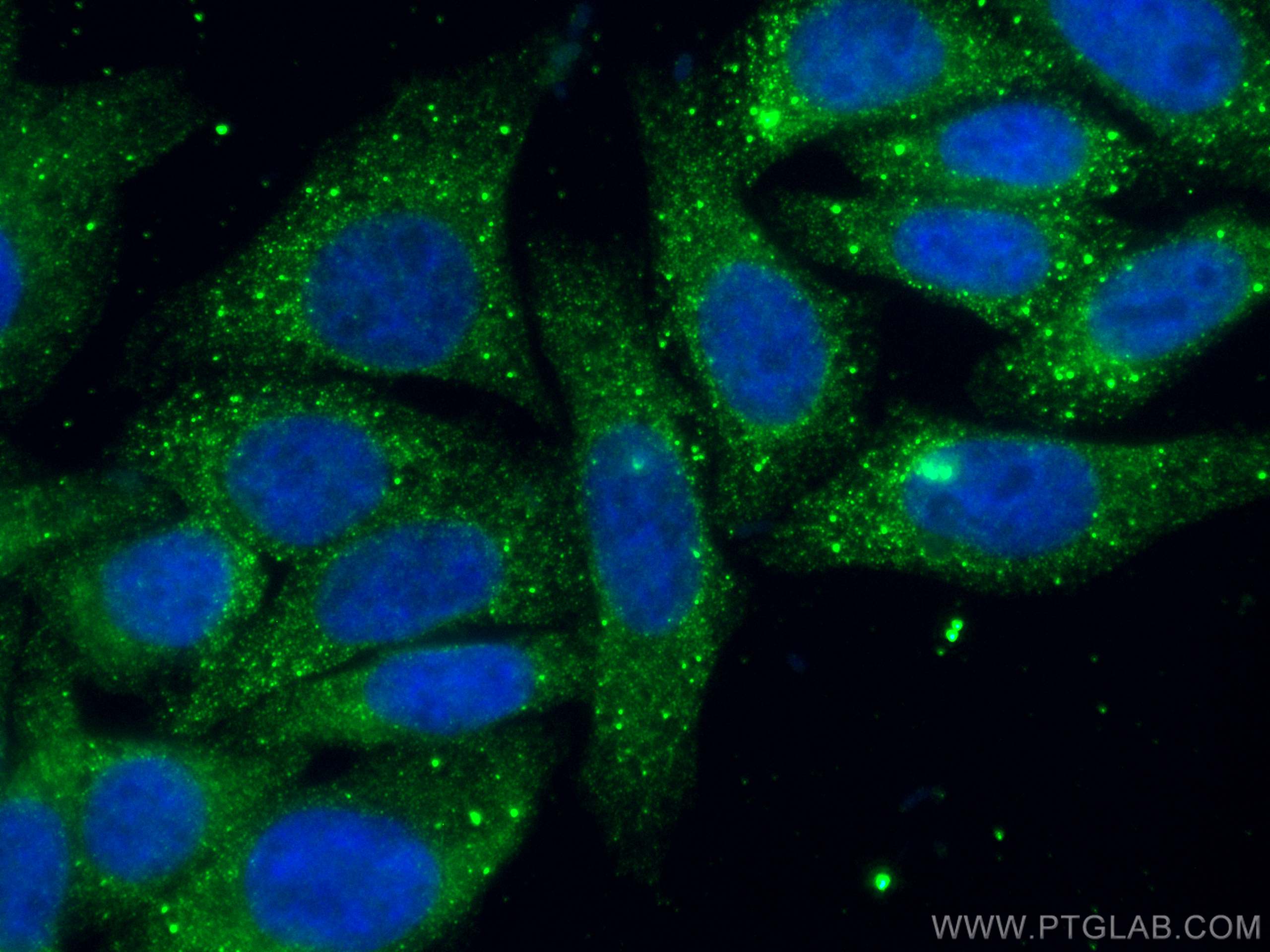 IF Staining of HepG2 using CL488-66626