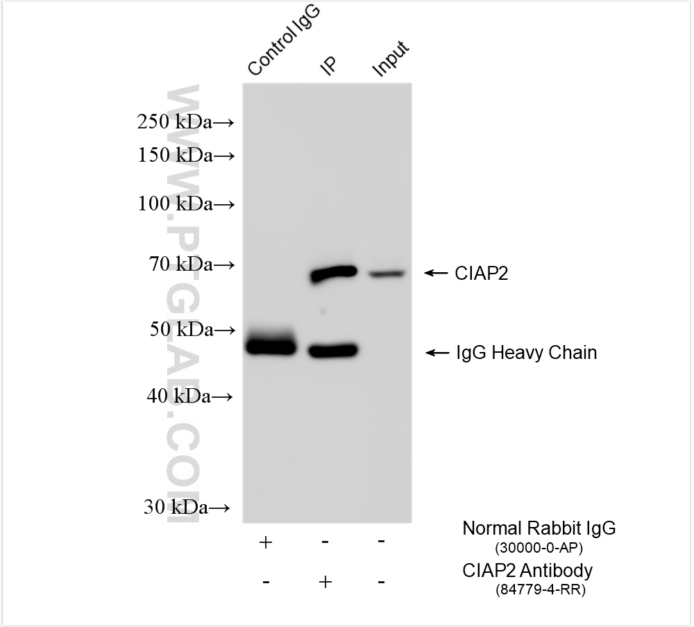 IP experiment of Raji using 84779-4-RR (same clone as 84779-4-PBS)