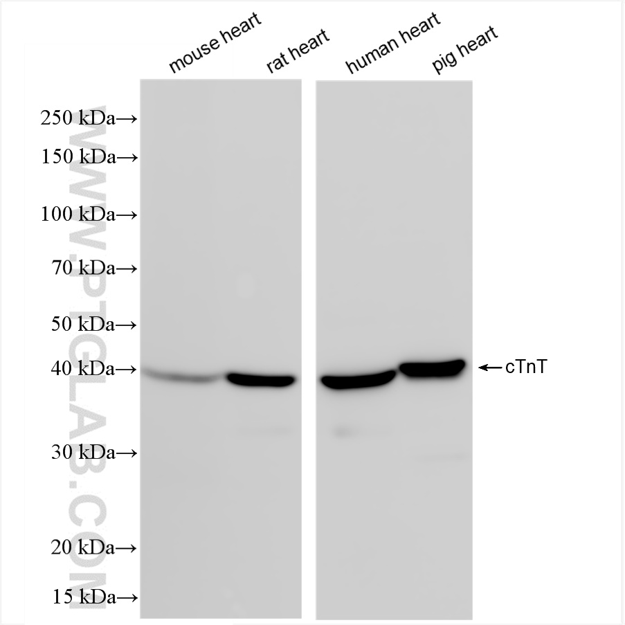 WB analysis using 81638-3-RR
