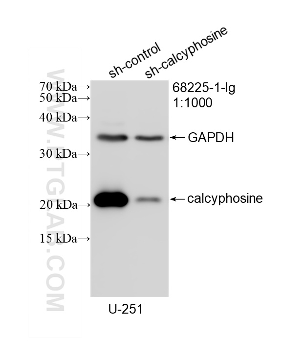 WB analysis of U-251 using 68225-1-Ig
