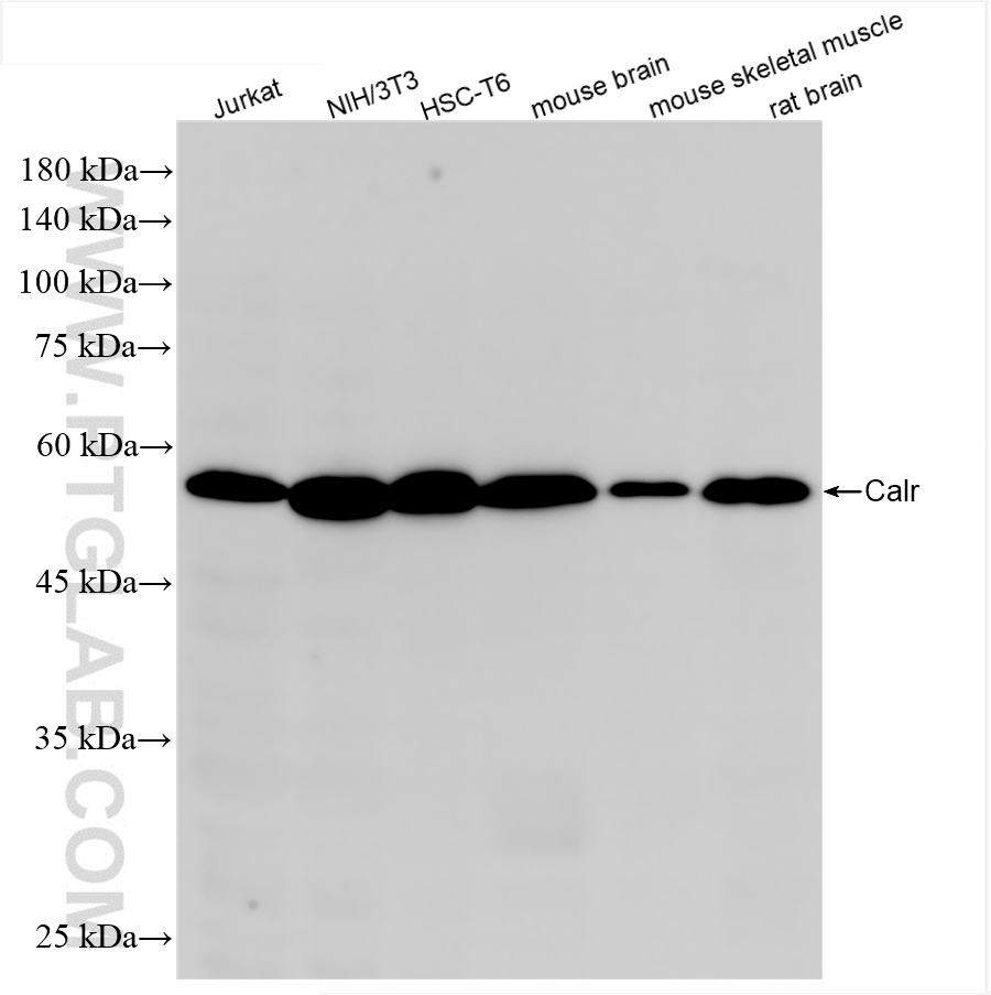 WB analysis using 85593-6-RR
