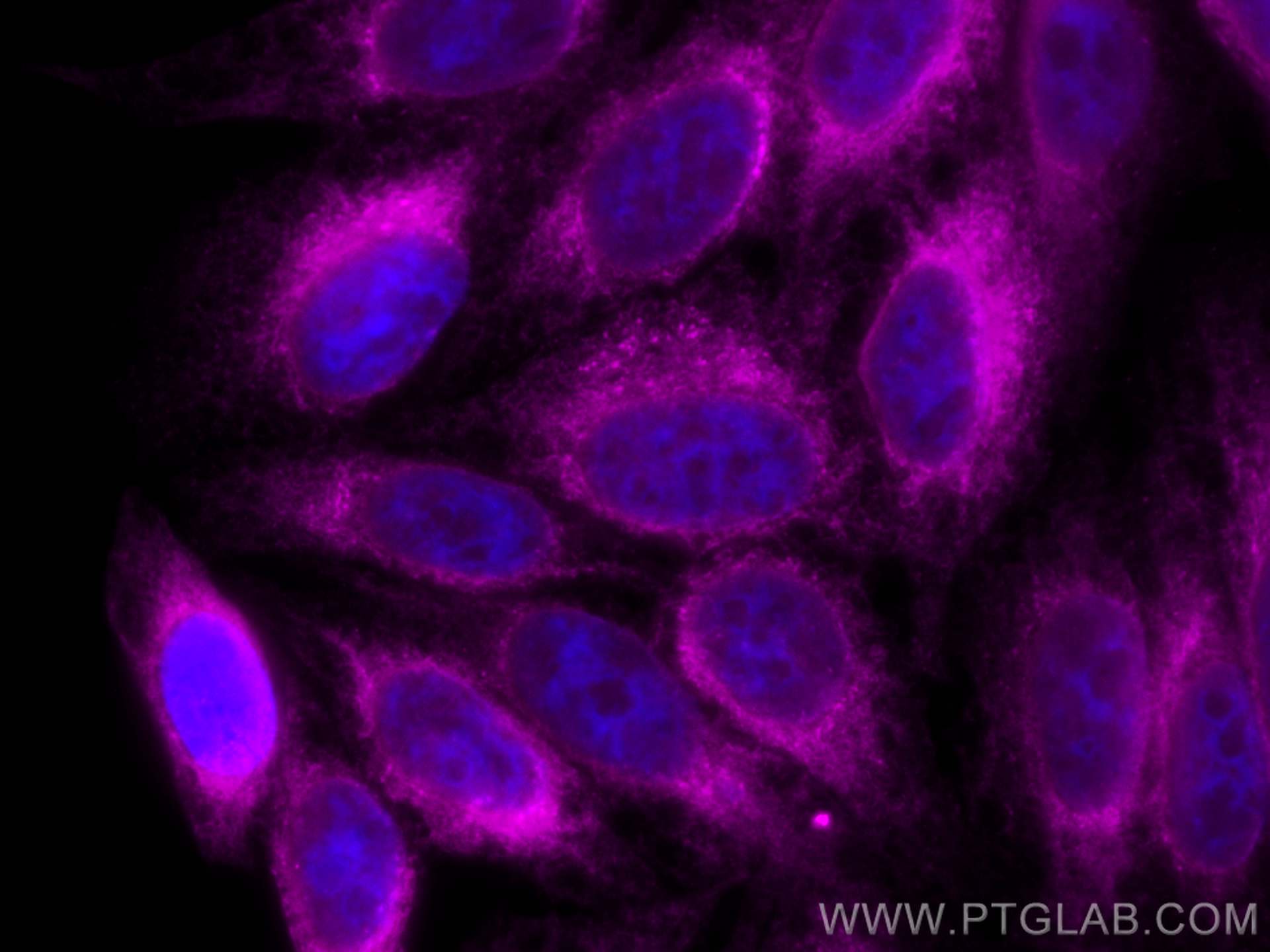 IF Staining of HepG2 using CL647-27298