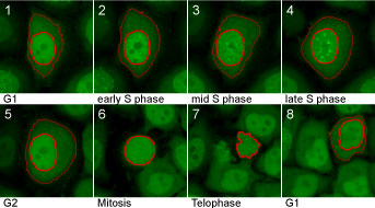 Cell Cycle-Chromobody signal during the cell cycle: In G1, the Chromobody signal is homogeneously distributed throughout the nucleus and cytoplasm. During S phase it accumulates in the nucleus and visualizes the formation of replication foci. In G2, the foci disappear and the cell divides (mitosis).