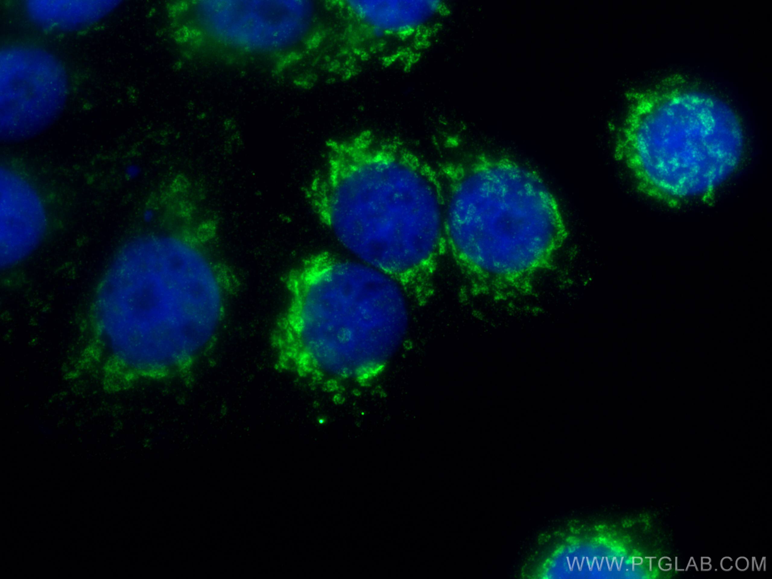 IF Staining of MCF-7 using 67784-1-Ig