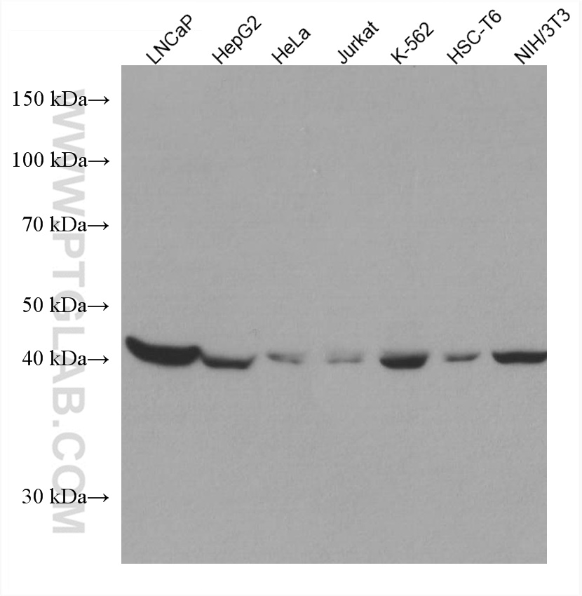 citrate synthase