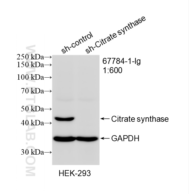 WB result of citrate synthase antibody (67784-1-Ig; 1:600; incubated at room temperature for 1.5 hours) with sh-Control and sh-citrate synthase transfected HEK-293 cells. WB analysis of HEK-293 using 67784-1-Ig