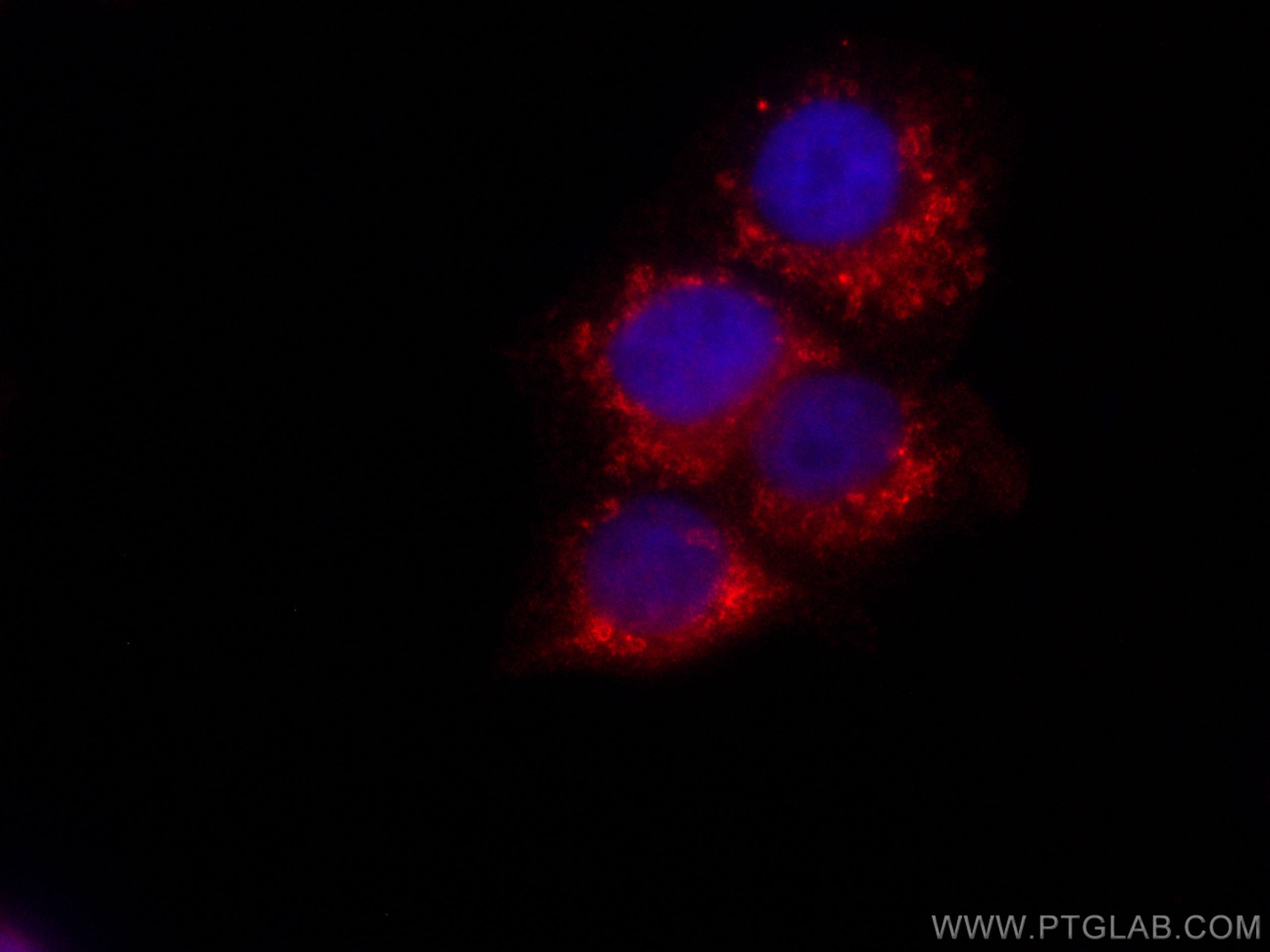 IF Staining of MCF-7 using CL647-67784