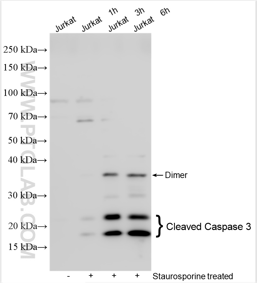 WB analysis using 25128-1-AP