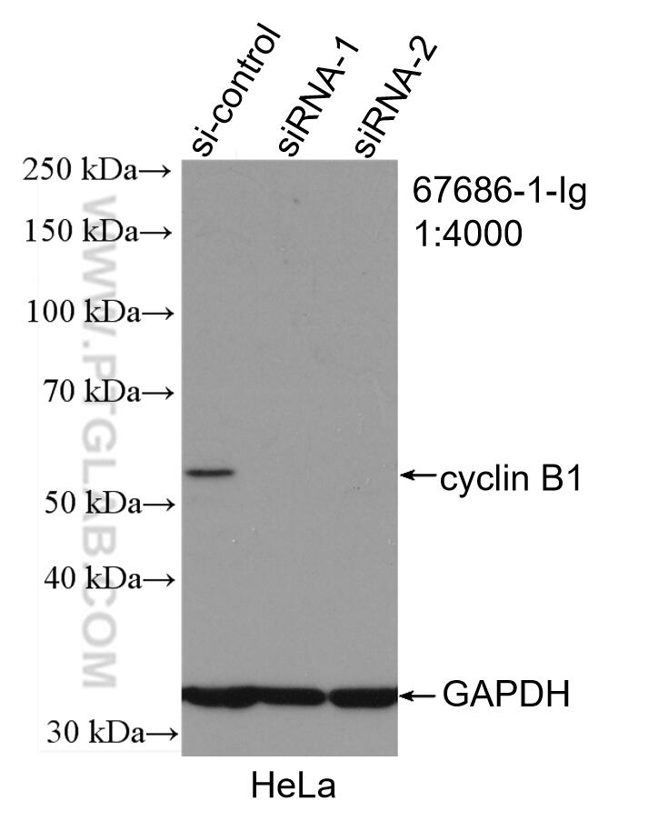 WB analysis of HeLa using 67686-1-Ig