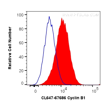 cyclin B1