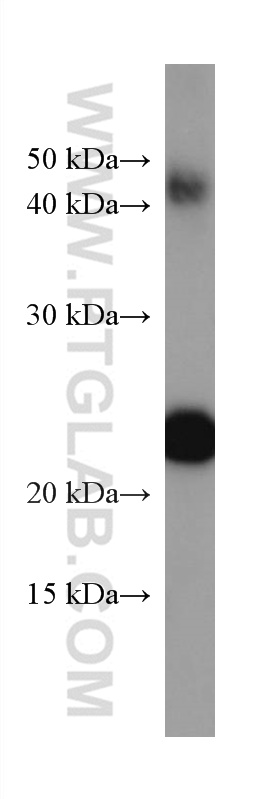 WB analysis of ag13000 using 67293-1-Ig