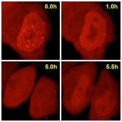 Series of 4 images of HeLa cells expressing the Dnmt1-Chromobody (over 5.5 hours): In G phase cells, the signal is homogeneously distributed through the nucleus and cytoplasm. Over time, during S phase granules appear in the nucleus as replication foci form, finally the granularity disappears, and the cells divide.