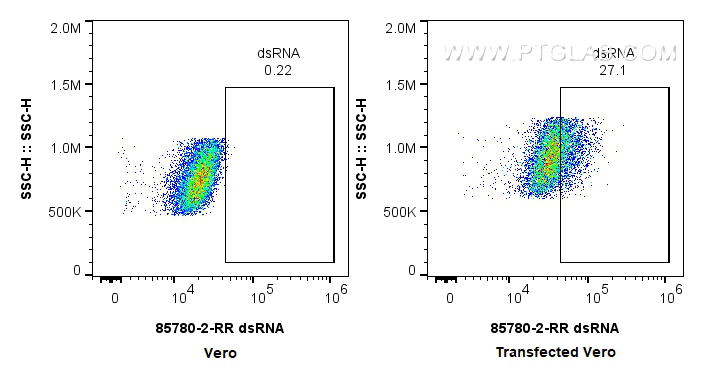FC experiment of Transfected Vero using 85780-2-RR