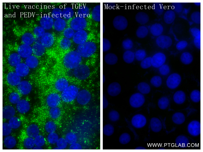IF Staining of Vero using 85780-2-RR