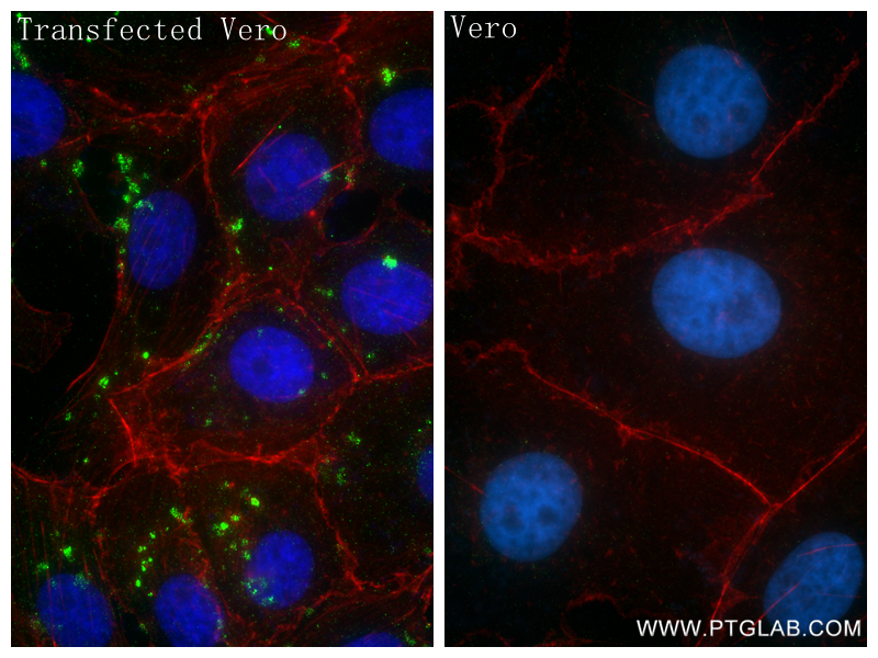 IF Staining of Transfected Vero using 85780-2-RR