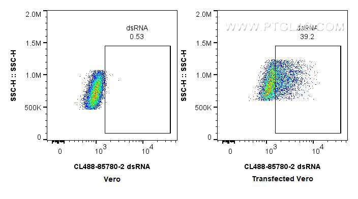 FC experiment of Transfected Vero using CL488-85780-2