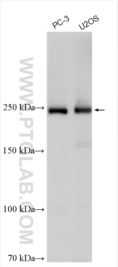 WB analysis using 31658-1-AP