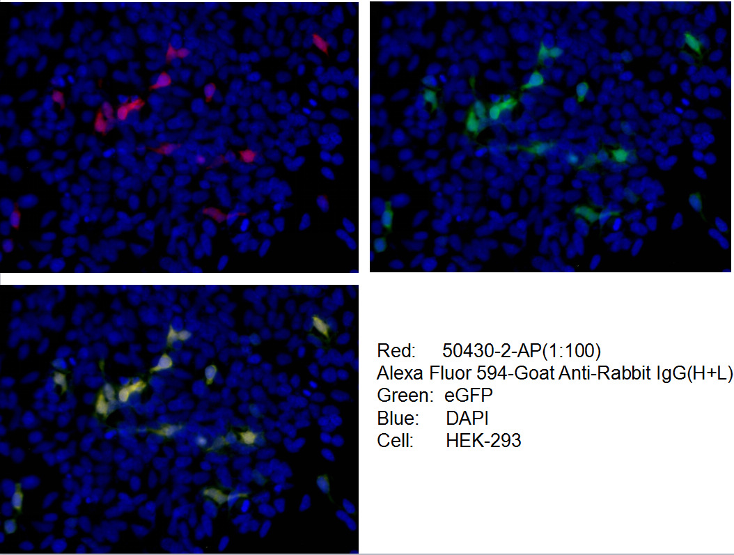 IF Staining of Transfected HEK-293 using 50430-2-AP