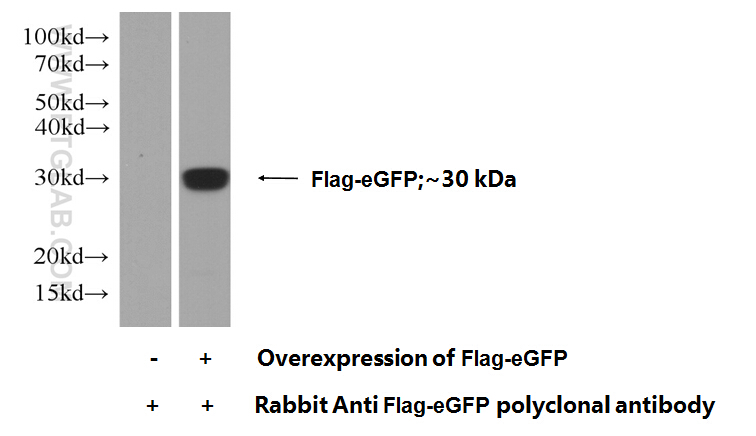 WB analysis of Transfected HEK-293 using 50430-2-AP