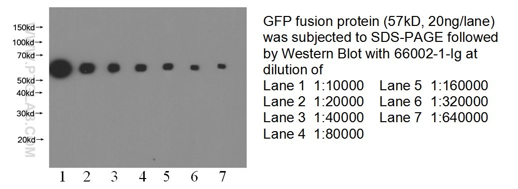 aequorea victoria GFP tag Monoclonal antibody