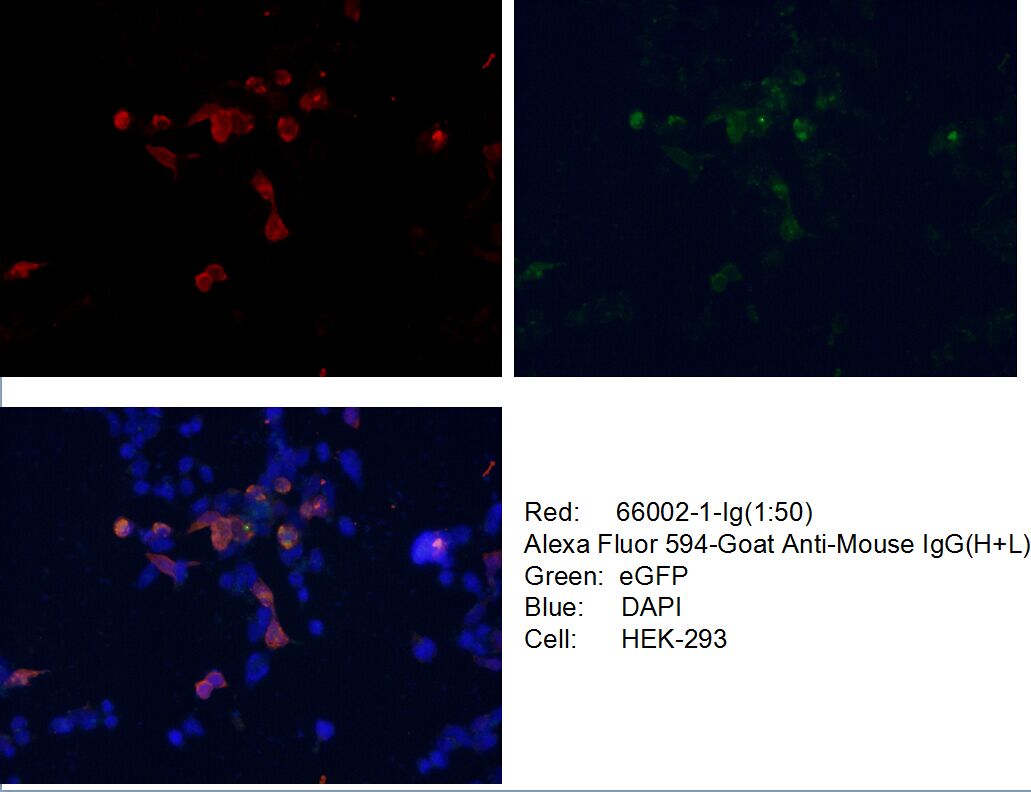 IF Staining of Transfected HEK-293 using 66002-1-Ig (same clone as 66002-1-PBS)