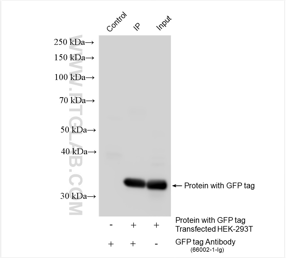 IP experiment of Transfected HEK-293T using 66002-1-Ig (same clone as 66002-1-PBS)