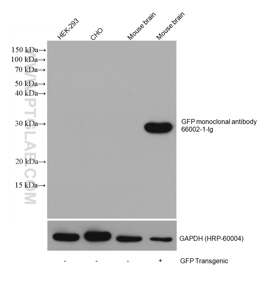 WB analysis using 66002-1-Ig (same clone as 66002-1-PBS)