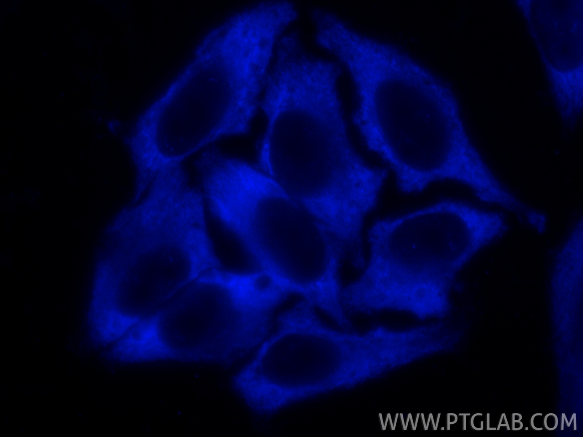 Immunofluorescent analysis of (-20°C Ethanol) fixed HepG2 cells using CoraLite® Plus 405 eRF3a/GSPT1 antibody (CL405-68217, Clone: 2A3H6 ) at dilution of 1:200. IF Staining of HepG2 using CL405-68217