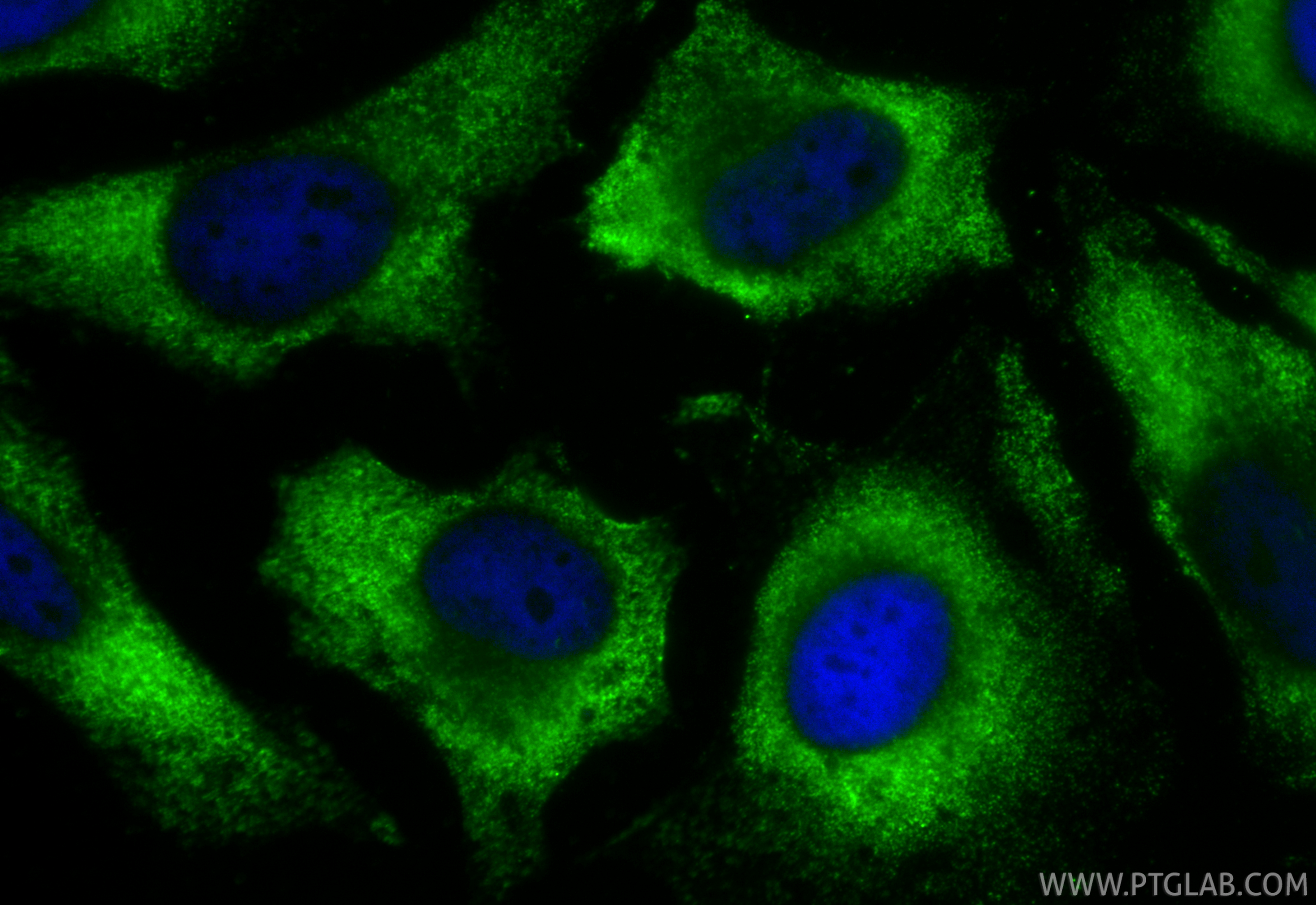 Immunofluorescent analysis of (-20°C Ethanol) fixed HeLa cells using CoraLite® Plus 488 eRF3a/GSPT1 antibody (CL488-68217, Clone: 2A3H6 ) at dilution of 1:200. IF Staining of HeLa using CL488-68217