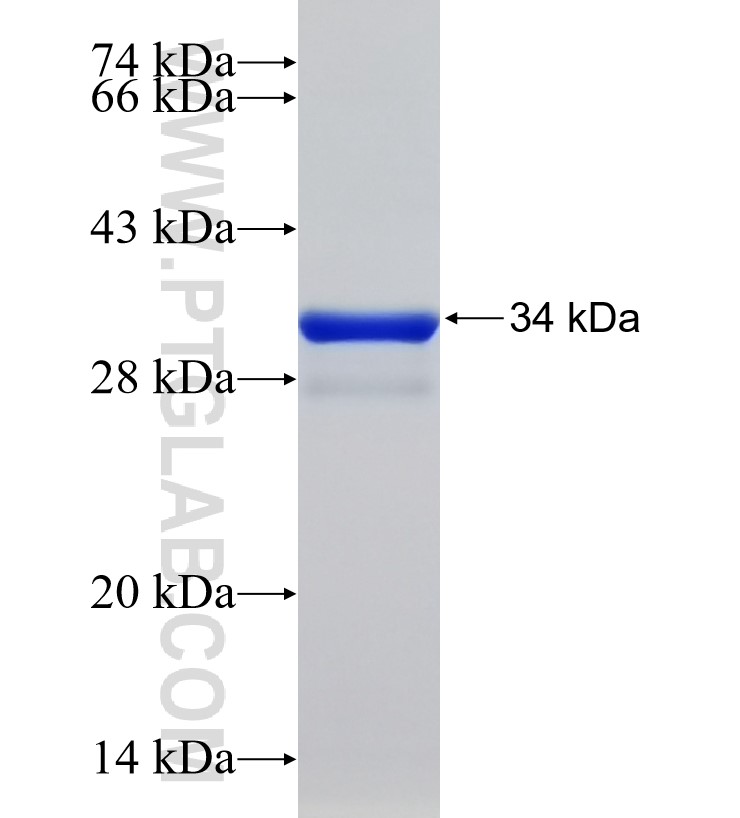 esxH fusion protein Ag33833 SDS-PAGE esxH fusion protein Ag33833 SDS-PAGE
