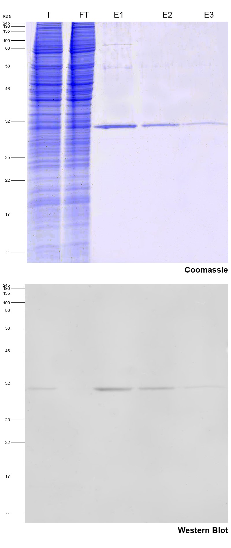 Elution of Spot-tag fusion protein. Input (I), non-bound (FT) and eluted (E1, E2 and E3) fractions. Elutions with Spot-peptide.