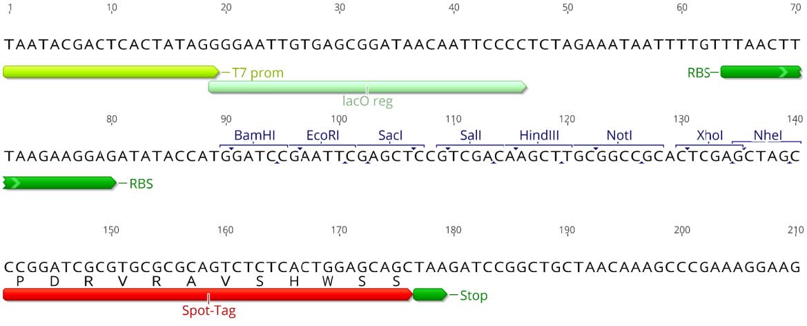 Multiple cloning site (MCS)