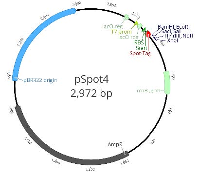 T7 promoter: 1-19 Lac operon: 18-46 RBS: 64-80 Start codon (ATG): 88-90 Spot-Tag®: 91-126 MCS: 127-172 rrnB terminator: 364-510 Ampicillin resistance gene: 958-1818 pRB322 replication origin: 1973-2592 Lac operon: 2898-2925