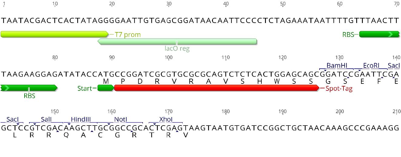 Multiple cloning site (MCS)