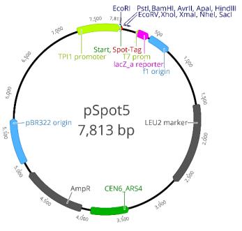 TPI1 promoter: 7239-9 Start codon (ATG): 10-12 Spot-Tag®: 13-48 MCS: 47-112 T7 primer site: 230-248 Leucin marker (LEU2): 1564-2670 CEN replication origin: 3398-3916 Ampicillin resistance gene: 4048-4908 pRB322 replication origin: 5063-5682