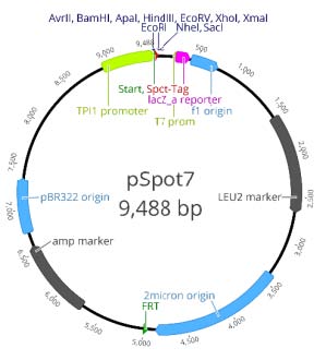 TPI1 promoter: 7232-9 MCS: 14-73 Spot-Tag®: 73-108 Stop codon (TAA): 109-111 T7 primer site: 223-241 Leucin marker (LEU2): 1557-2663 CEN replication origin: 3391-3909 Ampicillin resistance gene: 4041-4901 pRB322 replication origin: 5056-5675