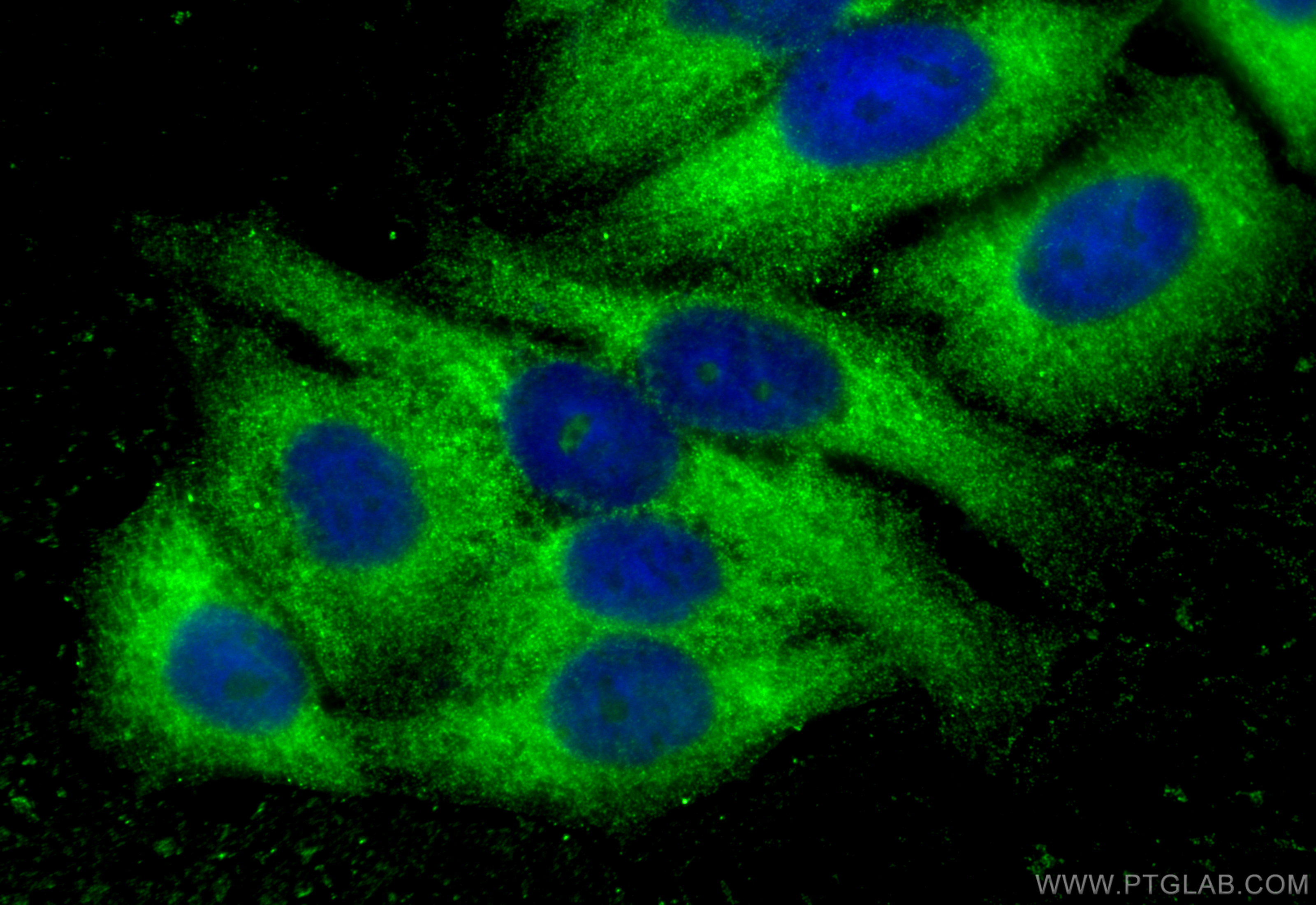 IF Staining of HepG2 using 67002-1-Ig
