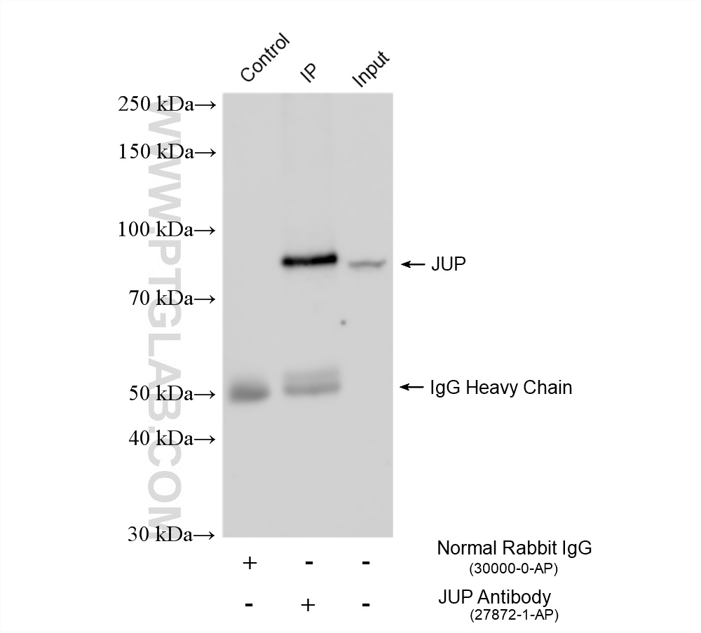 IP experiment of mouse heart using 27872-1-AP