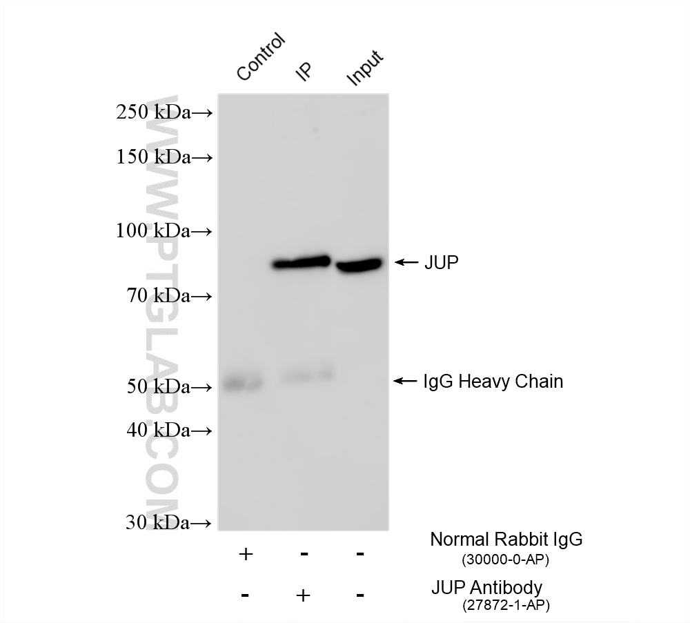 IP experiment of HT-29 using 27872-1-AP