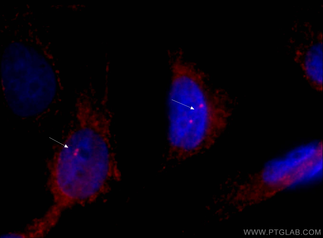 IF Staining of MDCK using CL594-66320