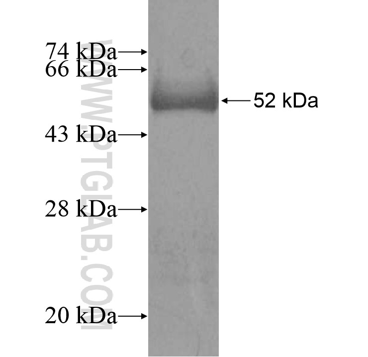 growth-hormone fusion protein Ag13733 SDS-PAGE