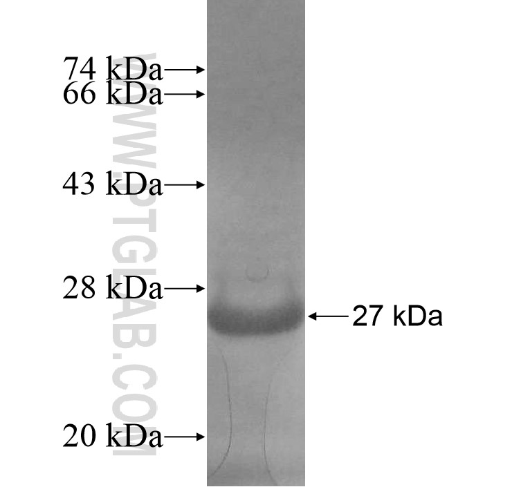growth-hormone fusion protein Ag13734 SDS-PAGE growth-hormone fusion protein Ag13734 SDS-PAGE