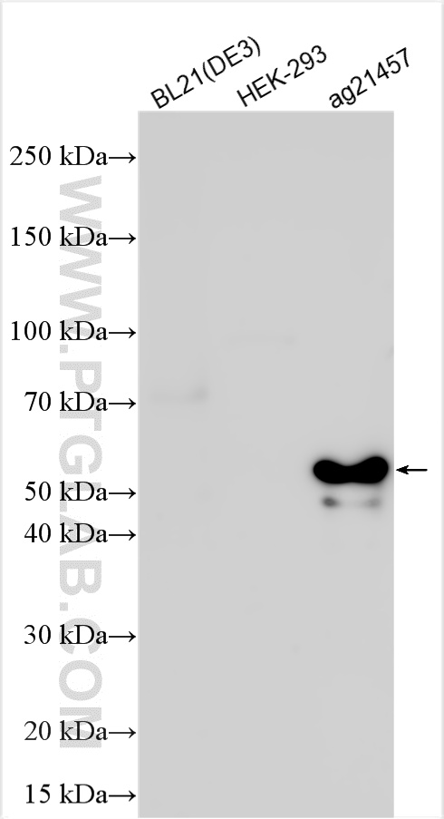 WB analysis using 10000-0-AP